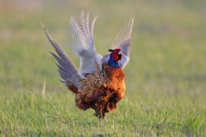 Images Dated 17th April 2006: Pheasant- male / cock crowing and flapping wings, Neusiedler See NP, Austria