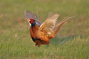 Images Dated 17th April 2006: Pheasant- male / cock crowing and flapping wings, Neusiedler See NP, Austria