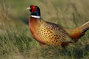 Pheasant - male / cock on fallow land