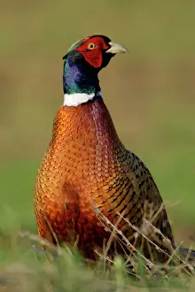 Austria Prints: Pheasant- male / cock on fallow land, Neusiedler See NP, Austria