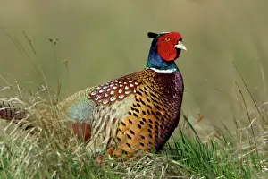 Pheasant- male / cock on fallow land, Neusiedler See NP, Austria
