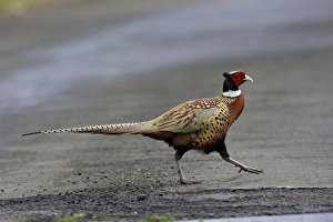 Images Dated 26th May 2006: Pheasant-male crossing road, Northumberland UK