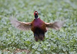 Images Dated 26th March 2010: Pheasant - male displaying in rape field