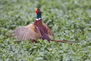 Calling Prints: Pheasant - male displaying in rape field - Oxon - UK - March