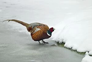 Images Dated 10th February 2012: Pheasant - male drinking from frozen pond - February