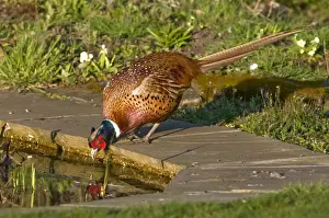 Pheasants Prints: Pheasant - male drinking at garden pond - Lincolnshire - UK