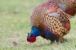 Images Dated 21st March 2010: Pheasant - male feeding in meadow