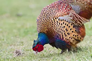 Pheasants Prints: Pheasant - male feeding in meadow - Bedfordshire UK 11457