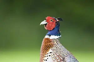 Pheasants Prints: Pheasant Male Norfolk UK