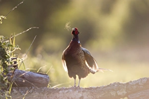 Images Dated 16th May 2004: Pheasant - male showing breath after display call Norfolk UK