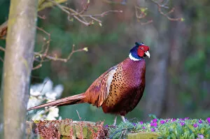 Gamebird Collection: Pheasant - male standing on garden wall - Lincolnshire - UK