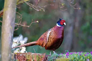 Wall Prints: Pheasant - male standing on garden wall - Lincolnshire - UK