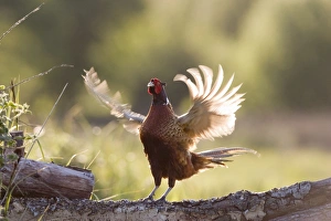 Images Dated 16th May 2004: Pheasant - male territorial displaying Norfolk UK