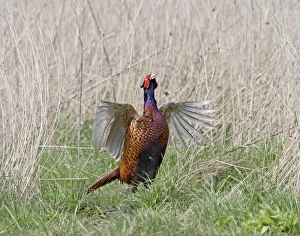 Pheasant - male wing flap displaying Pheasant - male wing flap displaying