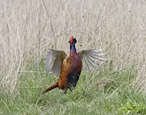 Pheasants Prints: Pheasant - male wing flap displaying - Bedfordshire - UK 007195