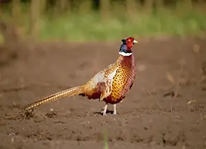 Pheasants Prints: Pheasant SM 313 Phasianus colchicus © Stefan Meyers / ARDEA LONDON
