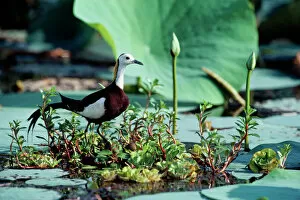 Waders Collection: Pheasant-tailed Jacana / Lotus Bird / Lily Trotter - male at nest - Sri Lanka