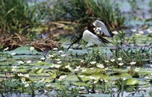 Pheasant-tailed Jacana - male removes newly laid egg & destroys it