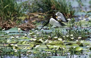 Sri Lanka Prints: Pheasant-tailed Jacana - male removes newly laid egg & destroys it. Kumana, Sri Lanka
