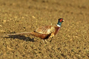 Gamebird Collection: Pheasant - Walking across ploughed field - North Lincolnshire - England