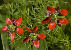 Images Dated 1st April 2005: Pheasant's eye - cornfield weed, very rare in UK