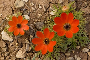 Images Dated 19th April 2009: Pheasant's Eye - in flower - Turkey