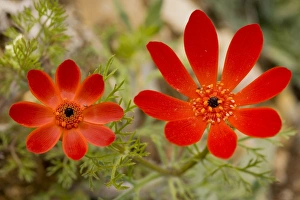 Images Dated 19th April 2009: Pheasant's Eye - in flower - Turkey