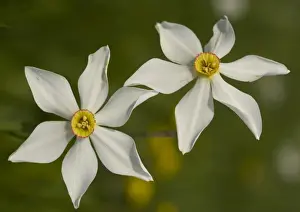 Narcissus Prints: Pheasant's eye narcissus