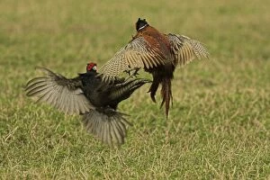 Pheasants - fighting