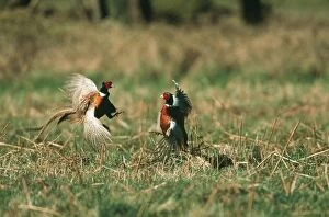 Images Dated 22nd April 2004: PHEASANTS X2 - Males in courtship fight