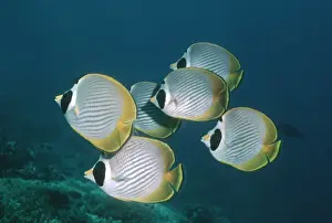 Butterflyfish Prints: Philippine Butterflyfish - School photographed in the Banda Sea