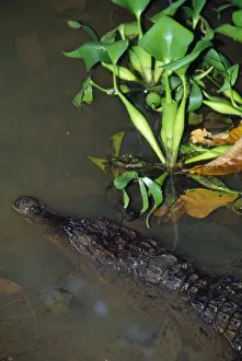 Philippine Crocodile - endangered
