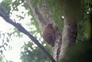 Images Dated 19th March 2009: Philippine Flying Lemur Philippines