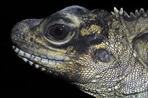 Images Dated 10th September 2005: Philippine sail fin lizard- face