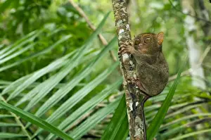 Philippine Tarsier, adult, hides during day on his perching site in a dense secondary tropical rainforest near PTFI (Philippine Tarsier Foundation Incorporated) Tarsier Research and Development Centre in Corella, Bohol