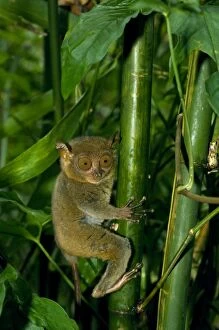 Images Dated 16th January 2008: Philippine Tarsier, adult