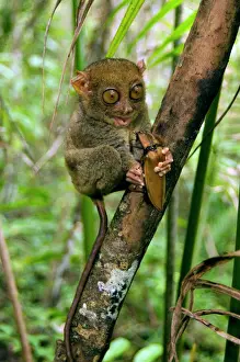 Kill Prints: Philippine Tarsier, adult, about to eat a Giant Malaysian Click Beetle
