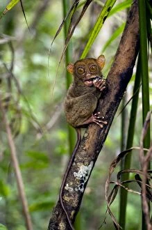 Images Dated 17th January 2008: Philippine Tarsier, adult, eats a large horned beetle, one of its favourite prey's