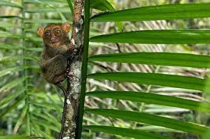 Philippine Tarsier, adult, face covered in hair of a large moth it is eating, looks around cautiously (the moth's abdomen is in the hand) in a dense secondary tropical rainforest near PTFI (Philippine Tarsier Foundation Incorporated)