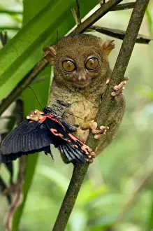 Philippine Tarsier with a butterfly, in undergrowth of a dense secondary tropical rainforest near PTFI (Philippine Tarsier Foundation Incorporated) Tarsier Research and Development Centre in Corella, Bohol, Philippines; typical