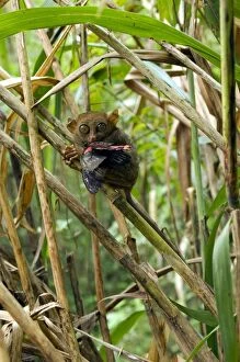Images Dated 15th January 2008: Philippine Tarsier with a butterfly