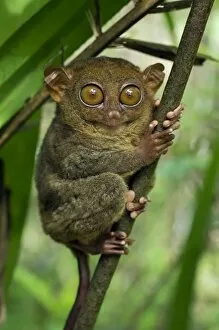 Images Dated 15th January 2008: Philippine Tarsier hides and rests during daytime on his 'perching site' in a typical habitat of