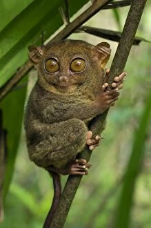 Philippine Tarsier hides and rests during daytime on his perching site