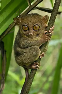 Philippine Tarsier hides and rests during daytime on his perching site in a typical habitat of undergrowth in a dense secondary tropical rainforest near PTFI (Philippine Tarsier Foundation Incorporated)