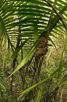 Philippine Tarsier hides and rests during daytime on his perching site (usually just 3-4 feet above the ground) in a typical habitat of undergrowth in a dense secondary tropical rainforest near PTFI