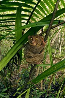 Philippine Tarsier hides and rests during daytime on his perching site (usually just 3-4 feet above the ground) in a typical habitat of undergrowth in a dense secondary tropical rainforest near PTFI