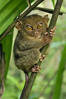 Philippine Tarsier hides and rests on his perching site in a typical habitat of undergrowth in a dense secondary tropical rainforest near PTFI (Philippine Tarsier Foundation Incorporated)
