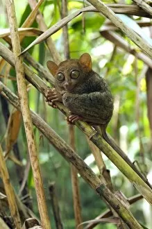 Images Dated 15th January 2008: Philippine Tarsier rests during a day in bamboo undergrowth