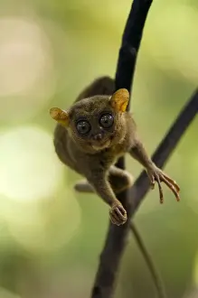 Balancing Prints: Philippine Tarsier swiftly moves from tree to tree watching for insects to catch