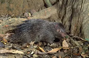 Porcupine Prints: Philippines Porcupine Endemic; Philippines
